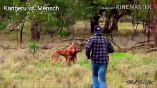 Känguru vs. Mensch Kampf im Outback