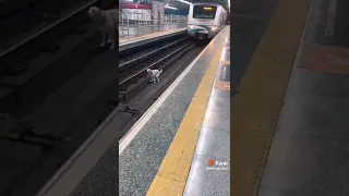 cachorro sendo atropelado por trem