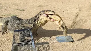 Lizard Finds SQUIRREL IN TRAP -- Quickly Eats It