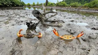 After Water Low Tide, I Found Many Huge Mud Crabs at Sea Swamp