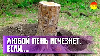 Как удалить пень. Как удалить пень от спиленного дерева