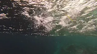 Shark attack Maldives Angsana