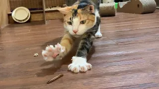 （怕蟲慎入）雪卷花卷抓蟲子/ Kitty catching Breadworm