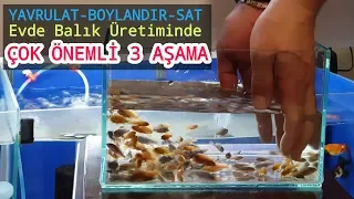 DÜNYADA EV ORTAMINDA EN HIZLI BALIK ÜRETİMİ YAPAN TEK HOBİHANE, akvaryum balıkları, balık üretimhane