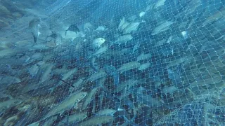 Jackpot ang mga kababayan natin Tatlong toneladang talakitok, (bigeye trevally) viralfish ng romblon