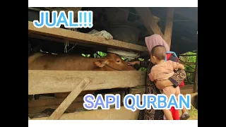 JUAL!!! SAPI QURBAN || EMAK REMPONG OFFICIAL