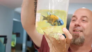 DON'T Buy Aquarium Fish Without Watching This First!