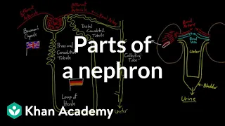 Parts of a nephron | Circulatory system physiology | NCLEX-RN | Khan Academy