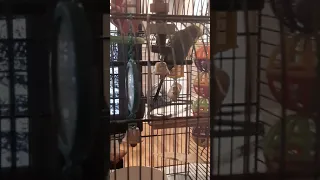 Budgie rapping