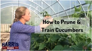 How to Prune & Train Cucumbers