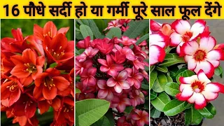 Best 16 + Permanent Flowering Plants Name With Price and Care Tips/Summer Flowering Plants Name//