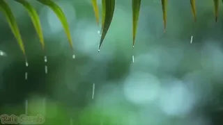 Relaxing Piano Music & RAIN Sounds 24/7 - Ideal for Stress Relief and Healingrain