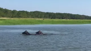 Cumberland island wild horses in a serious dispute over territory and his girls.