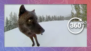 Grey Wolves Destroy Camera in Yellowstone | Wildlife in 360 VR