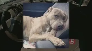 Dog Needs New Home After Owner Commits Suicide