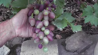 Сорт винограда "Синай" - сезон 2020 # Grape sort "Sinaj"