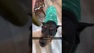 Xodus loves Christmas #dog #doberman #puppy #funnydog #dogtraining #funny #xodus