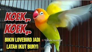 SUARA BURUNG Lovebird Ngekek Panjang BIKIN LATAH, Banyak LABET MACET BUNYI KEMBALI JADI GACOR