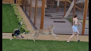 The cheetah is looking forward to their dinner