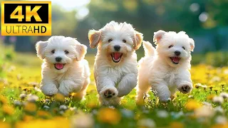 Baby Animals 4K (60 FPS) - Heartwarming Moments With Adorable Baby Animals And Relaxing Music