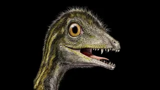 New Paper Suggests Compsignathid Theropods May Be The Juveniles Of Large Predatory Dinosaurs