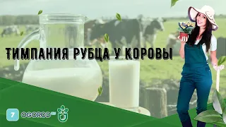 Тимпания рубца у коровы