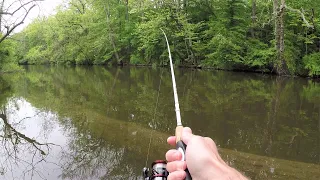 SPOON Fishing for Rainbow & Brown TROUT (creek fishing)