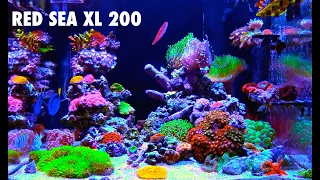 Red Sea Reefer XL 200 (43g Reef Tank)