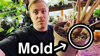 Remove White Mold from Houseplant Soil