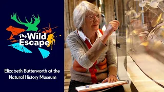 Elizabeth Butterworth at the Natural History Museum | The Wild Escape