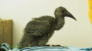 Füttern, wiegen, kuscheln: Waldrapp-Ziehmütter im Dauereinsatz I Tiergarten Schönbrunn