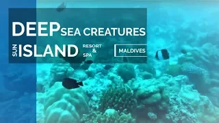 Scary Deep Sea Creatures  @Sun Island Resort - Maldives
