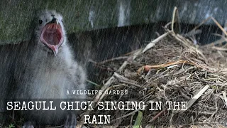 Seagull Chick Singing in the Rain