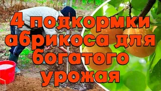 4 подкормки абрикоса для богатого урожая