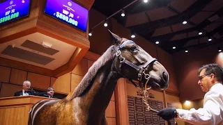 2016 Lexington Sale