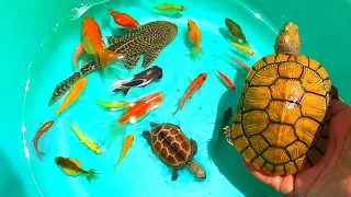 TOP Videos-Find cute balloon oranda, goldfish, catfish, tetra, angel, molly, turtle, betta, koi