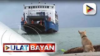 Kilay the porter dog sa Polambato Port sa Bogo City, kinagiliwan sa social media