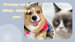 Grumpy cat and Olivia - Missing You