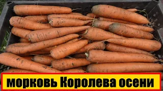 МОРКОВЬ КОРОЛЕВА ОСЕНИ ОТЗЫВЫ || КОРОЛЕВА ОСЕНИ ХАРАКТЕРИСТИКА || КОРОЛЕВА ОСЕНИ ВИДЕО #МОРКОВЬ