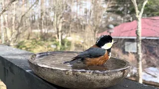 いじわるなヤマガラ (^^;