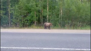 В республике Коми медведи умные! Мошка гостеприимная! Приезжайте к нам в гости!