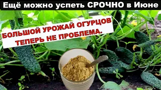 Теперь ВСЕГДА делаю это с ОГУРЦАМИ  и урожай собираю с одного куста ведрами