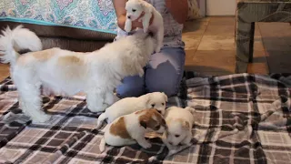 Coton Puppies For Sale - Jolie 8/31/21