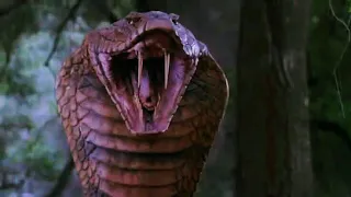 فيلم ملك الكوبرا جميع مشاهد الكوبرا العملاقة 🐍🐉💯 King Cobra • all giant cobra scenes