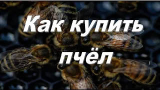 Как начать пчеловодство. Как купить и перевезти пчёл. Как завести пчел и пасеку.