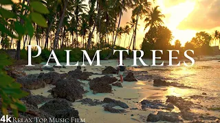 Palm trees 4k Music For Sleep