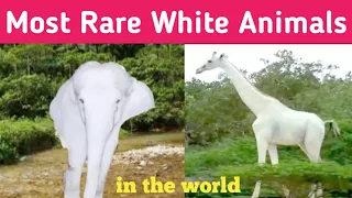 3 Most Rare White Animals In The World | Facts