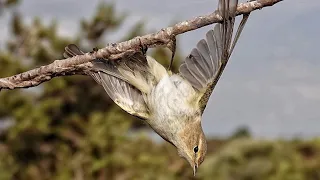 Why Millions of European Songbirds Never Return from their Wintering Grounds