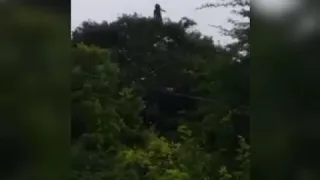 Coisa estranha ataca animal em rio do meio ,e tororó !!