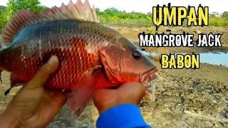 MANGROVE JACK MANUFACTURES AND PANCING CONNECTIONS TO GET BABONS IN MUARA